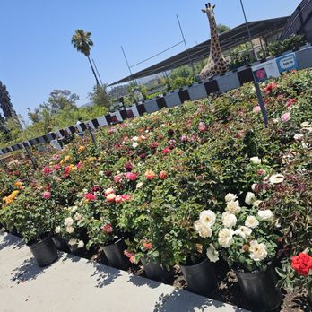 Green Thumb Nursery - Rose season in early June - Nurseries & Gardening Near Me - San Marcos, California
