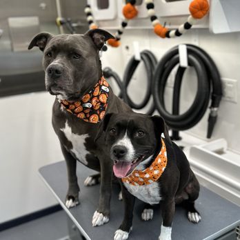 Fresh Paws Spa - Pet Groomers Near Me