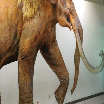 Waco Mammoth National Monument - Museums Near Me - Waco, Texas