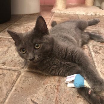 The Simon Foundation - Pet Training Near Me - Bloomfield, Connecticut