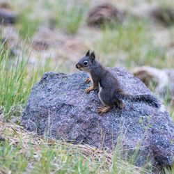 Manzanita Lake loop - Squirrel