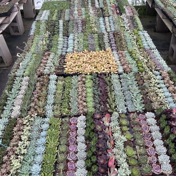 Desert to Tropics Nursery - Display of the tiny succulent selection in one of the greenhouses. - Nurseries & Gardening Near Me - Del Valle, Texas Desert to Tropics Nursery - Display of the tiny succulent selection in one of the greenhouses. - Nurseries & Gardening Near Me - Del Valle, Texas