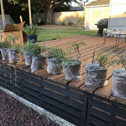 Michael's Nursery - 6" plants that were said to be 1'-2'