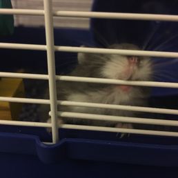 One of the 2 lil hamsters Andrew gifted us. He made one girls birthday Very Happy!! One of the 2 lil hamsters Andrew gifted us. He made one girls birthday Very Happy!!