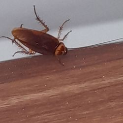 Doris Miller Department of Veterans Affairs Medical Center - More roaches