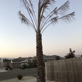 Sago Rey Palms - Courtesy Maria's guidance " flood them with water and compact the soil " B.S. - Nurseries & Gardening Near Me - Fresno, California