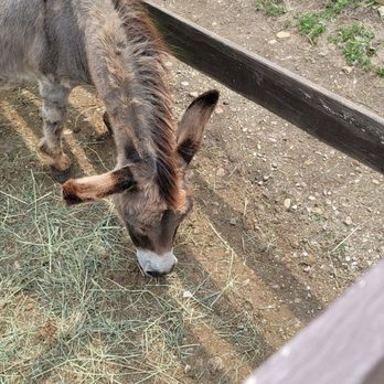 Dan Patch Stables - Donkey - Horseback Riding Near Me Dan Patch Stables - Donkey - Horseback Riding Near Me