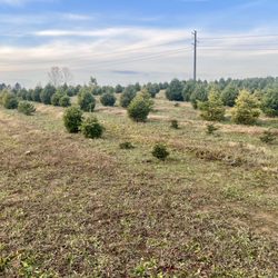 Coleman's Christmas Tree Farm - Looking down the tree line we were in