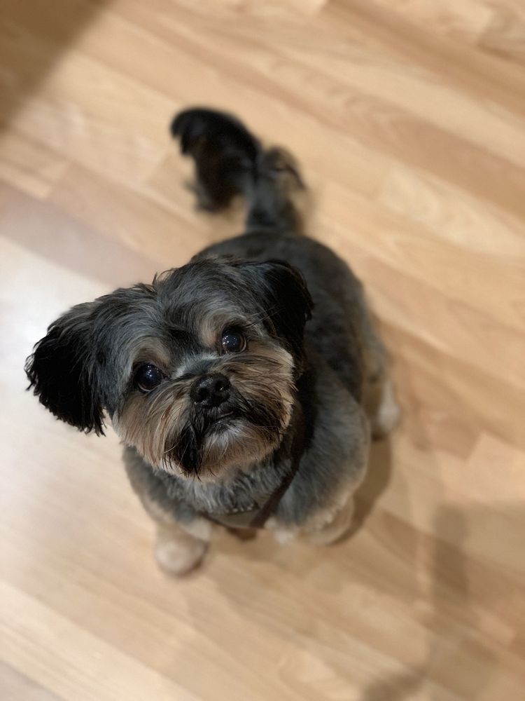 BED & BISCUITS GROOMINGDALES 147 Photos & 189 Reviews Pet Sitting