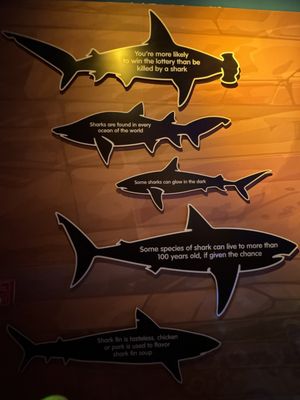 SEA LIFE Arizona Aquarium by null