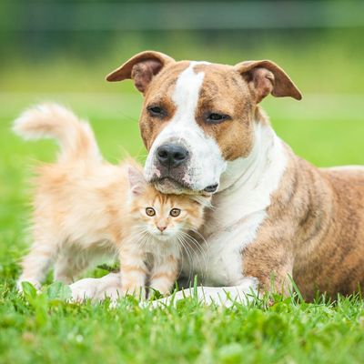 vip pet care vaccine prices