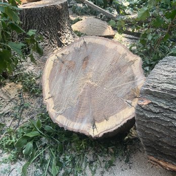 Alvarado Tree Services - Tree Services Near Me - Independence, Missouri Alvarado Tree Services - Tree Services Near Me - Independence, Missouri