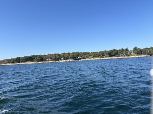 Camden Harbor by null