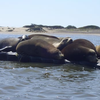 Rock Kayak - paddled up to these guys! - Rafting/Kayaking Near Me - Morro Bay, California Rock Kayak - paddled up to these guys! - Rafting/Kayaking Near Me - Morro Bay, California
