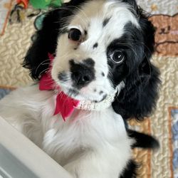 4 Heavenly Paws Pet Services