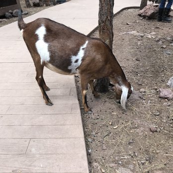 Bearizona - Zoos Near Me - Williams, Arizona