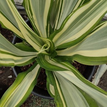 Mezcala Nursery - I LOVE variegated plants! - Nurseries & Gardening Near Me - Long Beach, California Mezcala Nursery - I LOVE variegated plants! - Nurseries & Gardening Near Me - Long Beach, California
