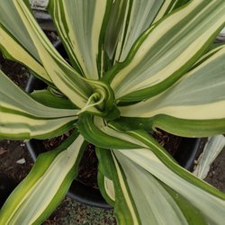 I LOVE variegated plants!