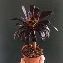 plant babe - A lovely black rose succulent. It's the only place I've found them!