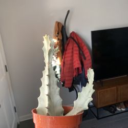 CA Succulent Garden - White ghost
