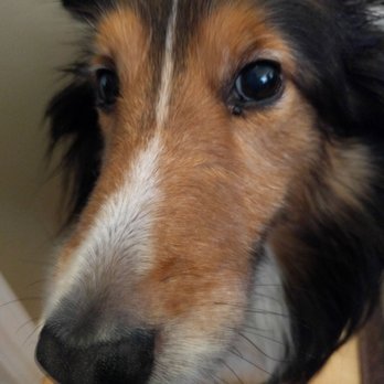 Alsager Animal Care Center - Max is a happy patient - Veterinarians Near Me - Canton, Michigan Alsager Animal Care Center - Max is a happy patient - Veterinarians Near Me - Canton, Michigan