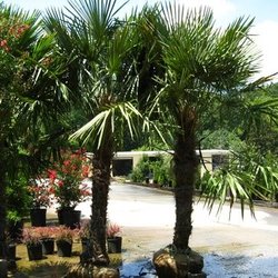 Buck Jones Nursery - Large selection of Landscape Grade Trees