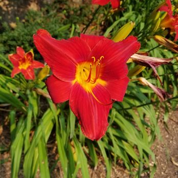Dow Gardens - Botanical Gardens Near Me - Midland, Michigan