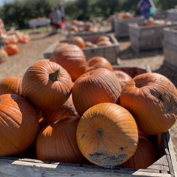 Tuttle Orchards - If you don't want to venture into the pumpkin patch, they have pumpkins already picked for you - Fruits & Veggies Near Me - Greenfield, Indiana Tuttle Orchards - If you don't want to venture into the pumpkin patch, they have pumpkins already picked for you - Fruits & Veggies Near Me - Greenfield, Indiana