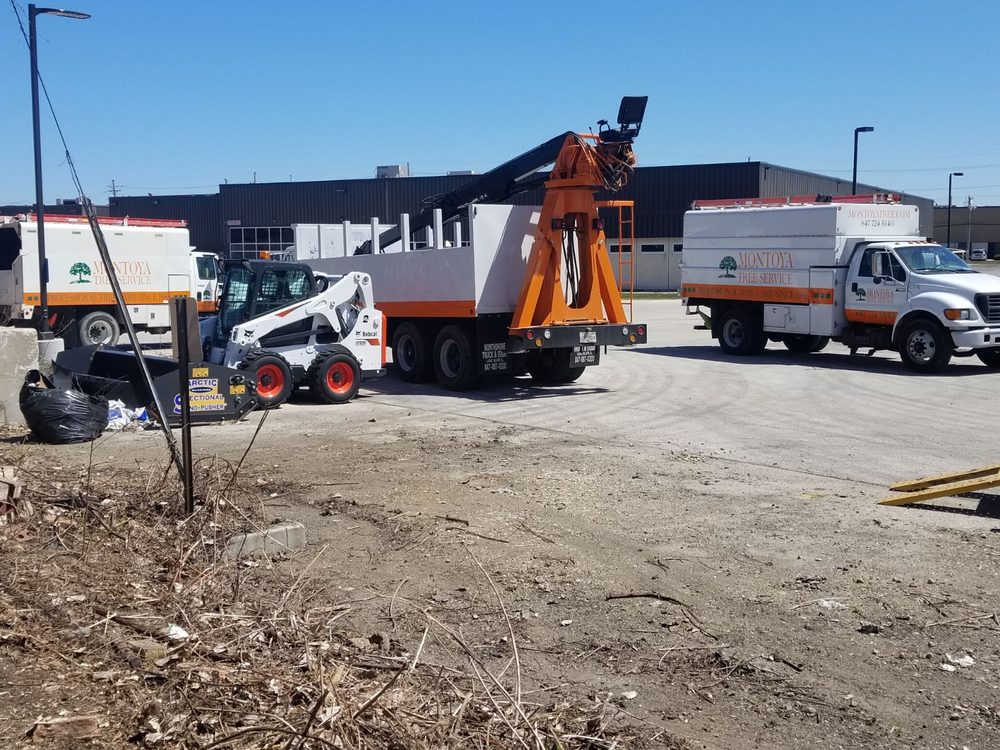 Montoya Tree Service - tree service in Glenview, IL