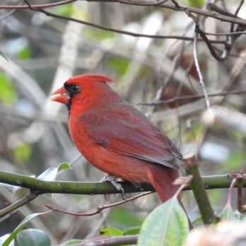 Pasco County of - Cardinal - Parks Near Me - Dade City, Florida Pasco County of - Cardinal - Parks Near Me - Dade City, Florida