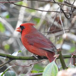 Pasco County of - Cardinal
