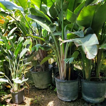 Jeren Tropicals - Nurseries & Gardening Near Me - Davie, Florida