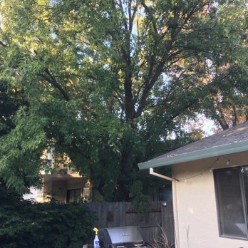 Easy Does It Tree Service - Tree being removed. - Tree Services Near Me - Redding, California