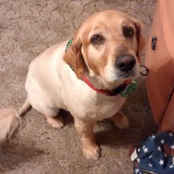 Calling All Paws - Samantha went in full of clumpy hair, and mats, super stinky and dirty. Now she's super clean, happy and ready for Summer! - Pet Groomers Near Me - Hesperia, California