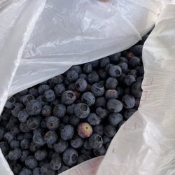 Abshier Blueberry Farm - Spent about 20-30 minutes and picked about four and a half pounds!