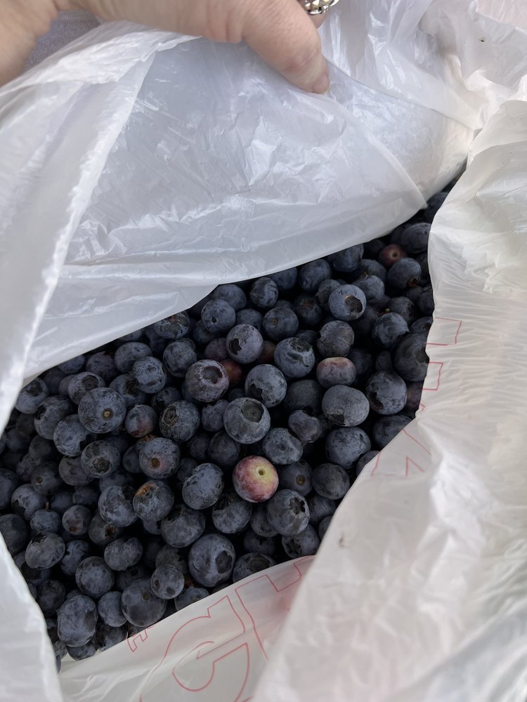Abshier Blueberry Farm Logo