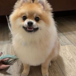 My new Pomeranian puppy sol My new Pomeranian puppy sol