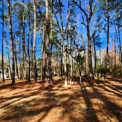 Charleston Stump Stompers & Tree Service - Beautiful land clean up from our crew!