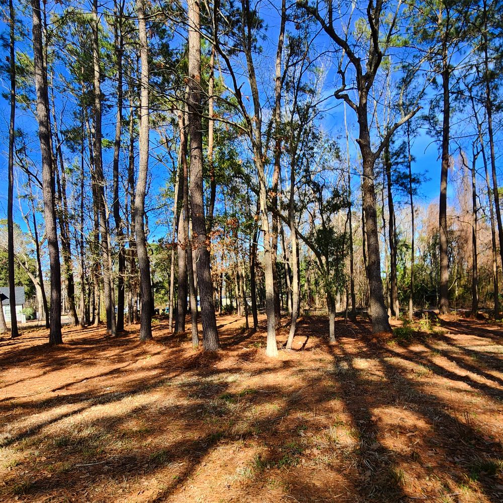 Charleston Stump Stompers & Tree Service - tree service in Mount Pleasant, SC