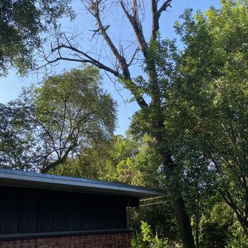Simple Lawn Care - Dead tree - Tree Services Near Me - San Antonio, Texas Simple Lawn Care - Dead tree - Tree Services Near Me - San Antonio, Texas