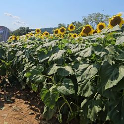 Von Thun Farms