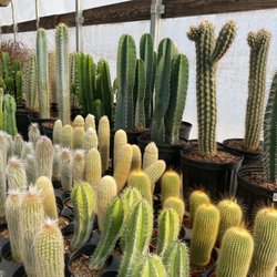 Young's Flower Shop & Greenhouse - Cactus !