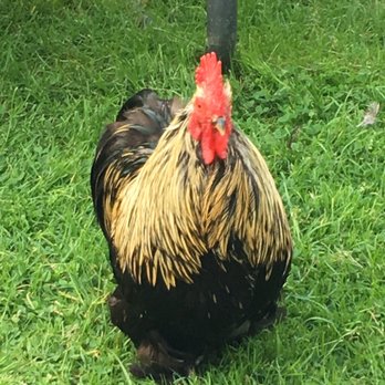 Pizzas & Cream - Pet chickens! :) - Pizza Near Me - Nebo, West Virginia