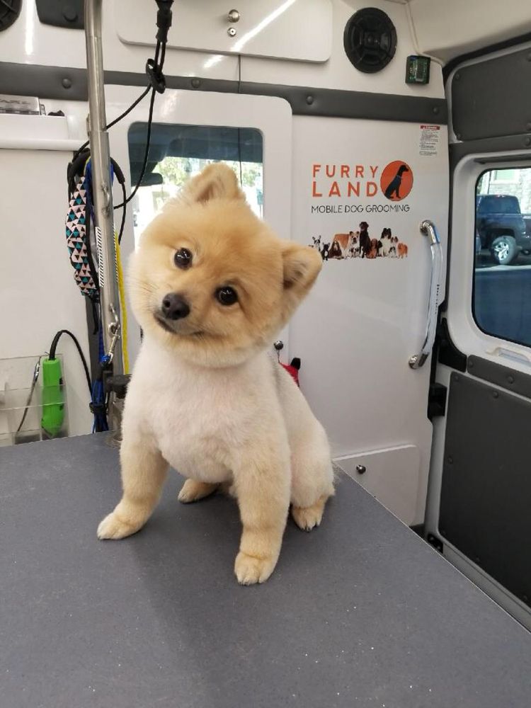 furry land mobile grooming