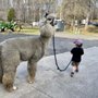 Photo of L&R Alpaca Haven Farm