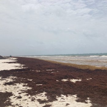 Ocean Coral & Turquesa - Sargassum in this hotel's beaches. Smells bad, you can't swim. Not that we tried to. - Hotels Near Me - Puerto Morelos, ROO Ocean Coral & Turquesa - Sargassum in this hotel's beaches. Smells bad, you can't swim. Not that we tried to. - Hotels Near Me - Puerto Morelos, ROO