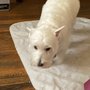 Photo of Doggie Dearest