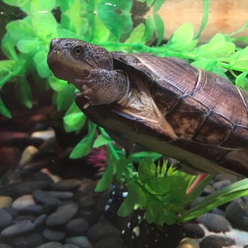 Petland - Pet Stores Near Me - Calgary, Alberta Petland - Pet Stores Near Me - Calgary, Alberta