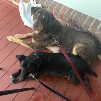 Supreme Pizza - The pups in the shade - Pizza Near Me - East Greenwich, Rhode Island Supreme Pizza - The pups in the shade - Pizza Near Me - East Greenwich, Rhode Island