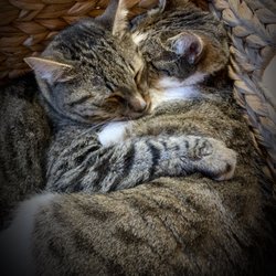 Secret Gardens Northwest - Cuddle time!